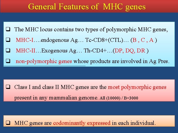 General Features of MHC genes q The MHC locus contains two types of polymorphic