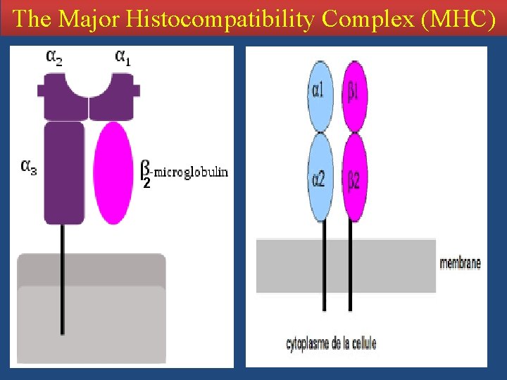 The Major Histocompatibility Complex (MHC) 2 