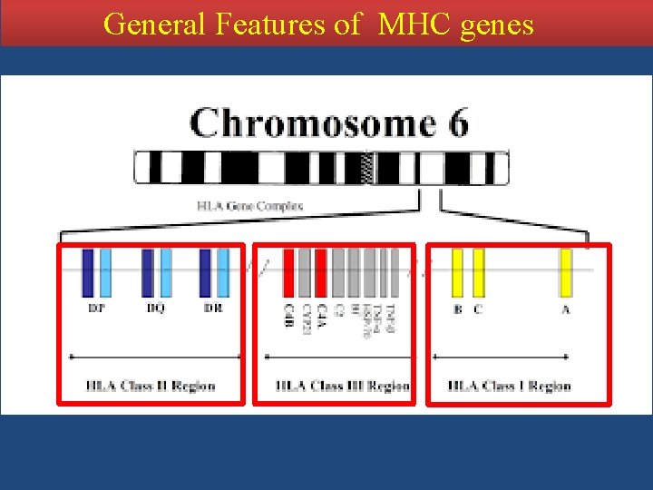 General Features of MHC genes 