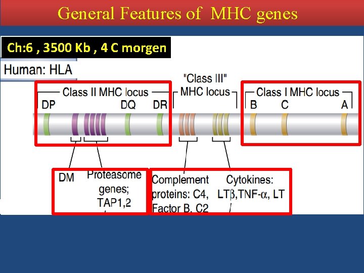 General Features of MHC genes Ch: 6 , 3500 Kb , 4 C morgen