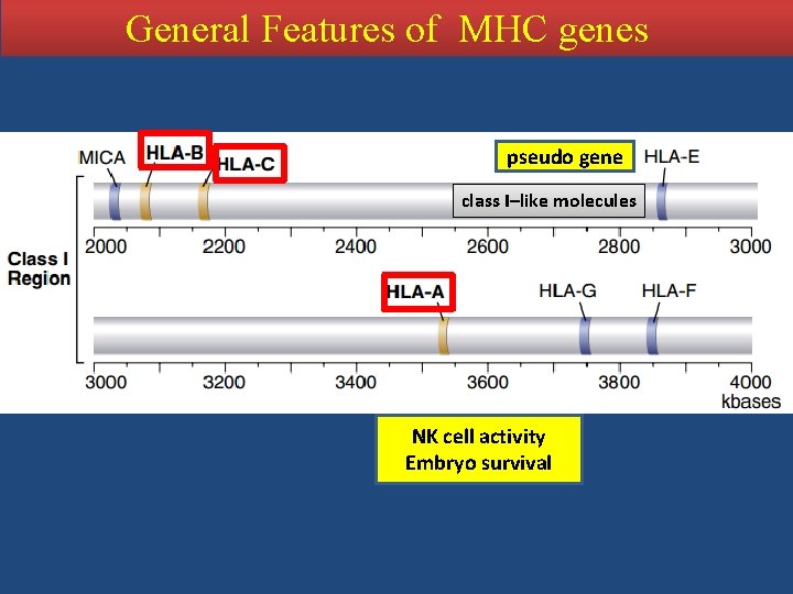 General Features of MHC genes pseudo gene class I–like molecules NK cell activity Embryo