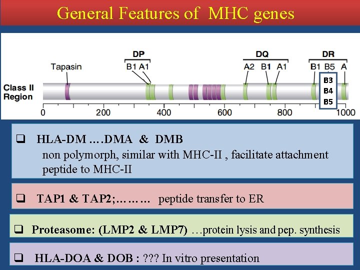 General Features of MHC genes B 3 B 4 B 5 q HLA-DM ….