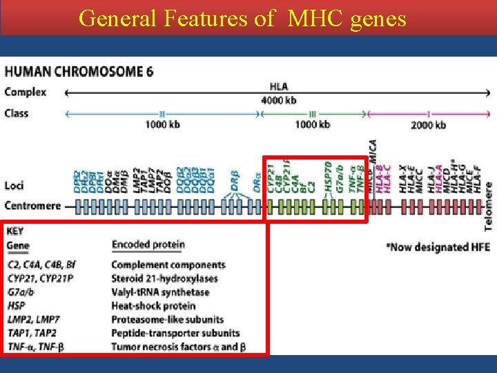 General Features of MHC genes 