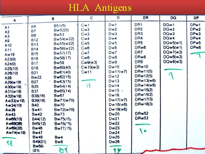 HLA Antigens 