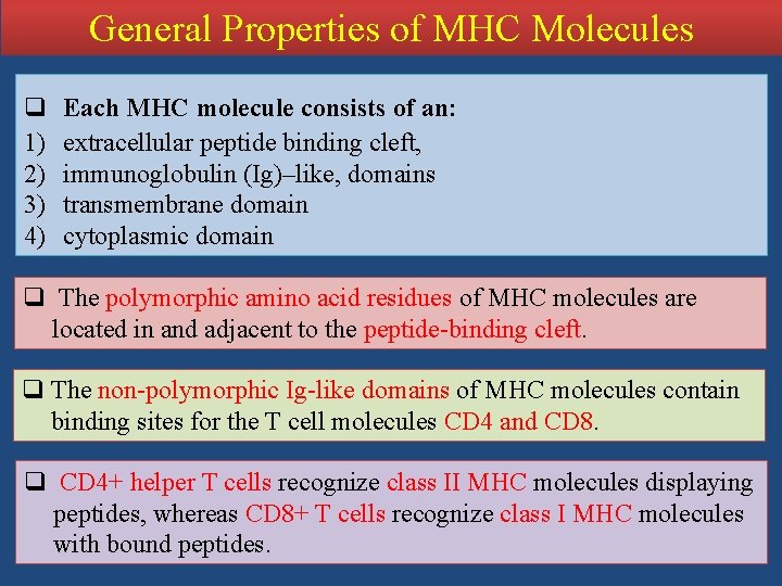General Properties of MHC Molecules q 1) 2) 3) 4) Each MHC molecule consists