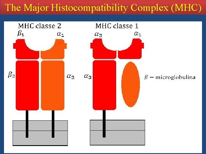 The Major Histocompatibility Complex (MHC) 