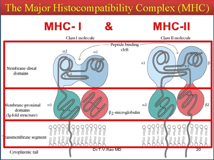 The Major Histocompatibility Complex (MHC) 