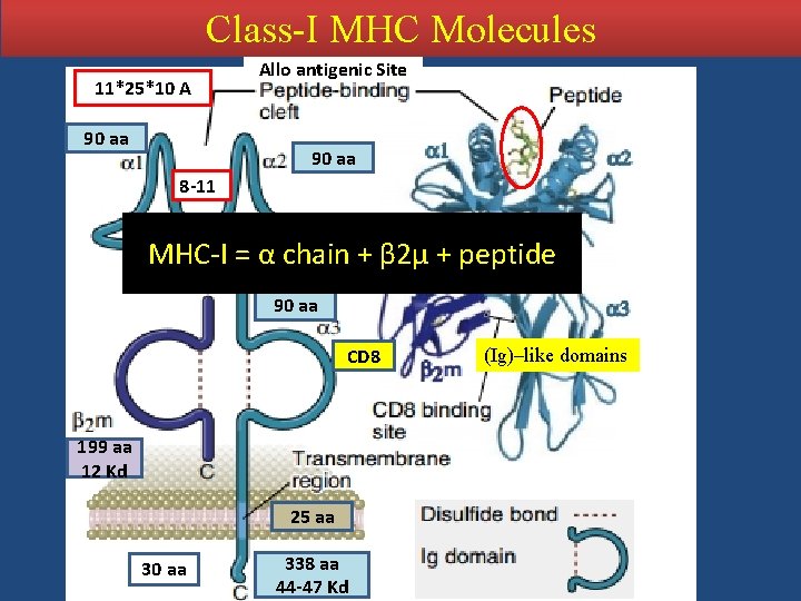 Class-I MHC Molecules 11*25*10 A 90 aa Allo antigenic Site 90 aa 8 -11