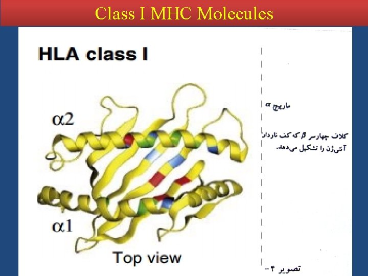 Class I MHC Molecules 