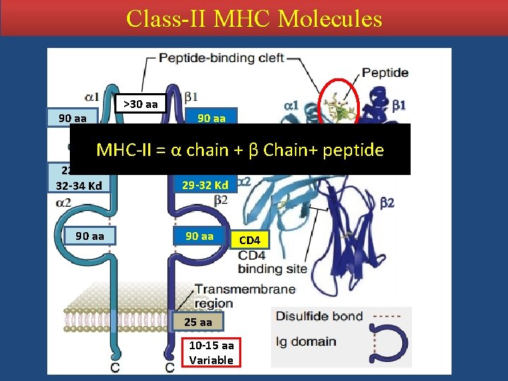 Class-II MHC Molecules >30 aa 90 aa MHC-II = α chain + β Chain+