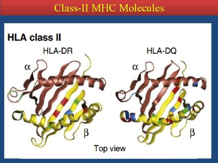 Class-II MHC Molecules 