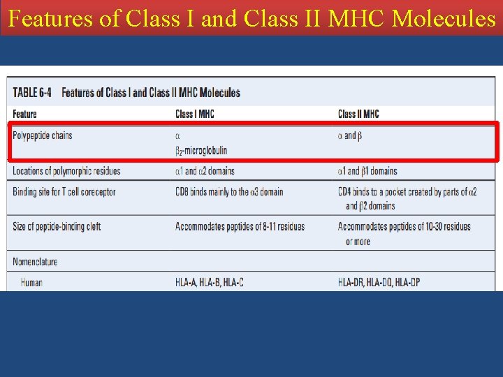 Features of Class I and Class II MHC Molecules 