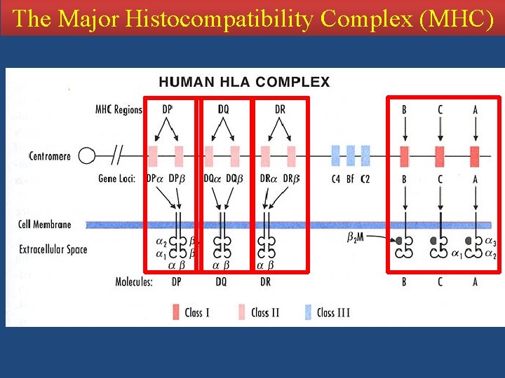 The Major Histocompatibility Complex (MHC) 