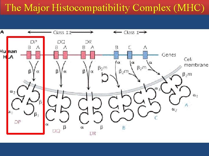 The Major Histocompatibility Complex (MHC) 