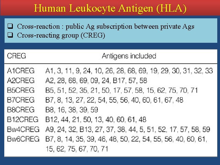 Human Leukocyte Antigen (HLA) q Cross-reaction : public Ag subscription between private Ags q