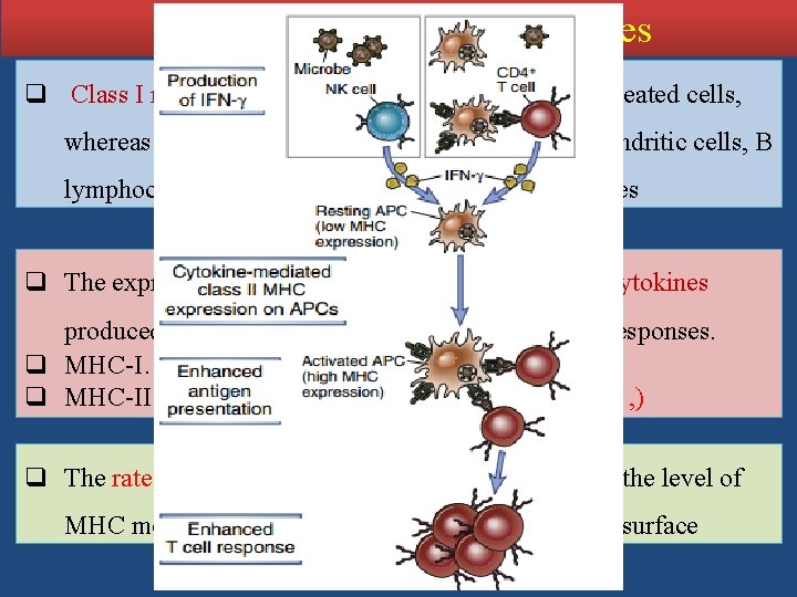 Expression of MHC Molecules q Class I molecules are expressed on virtually all nucleated