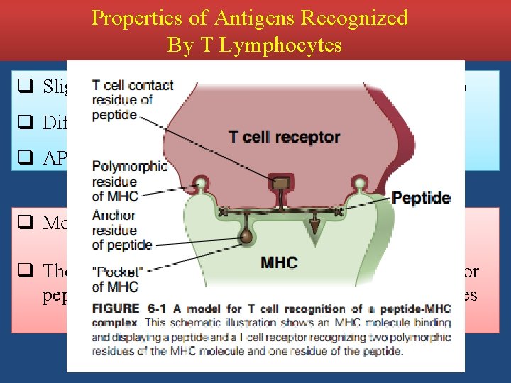 Properties of Antigens Recognized By T Lymphocytes q Slight Naïve specific T Cell for