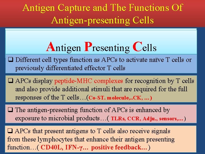 Antigen Capture and The Functions Of Antigen-presenting Cells Ag entrance …………. presented by non-lymphoid