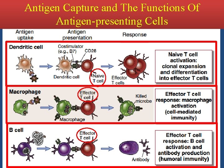 Antigen Capture and The Functions Of Antigen-presenting Cells 