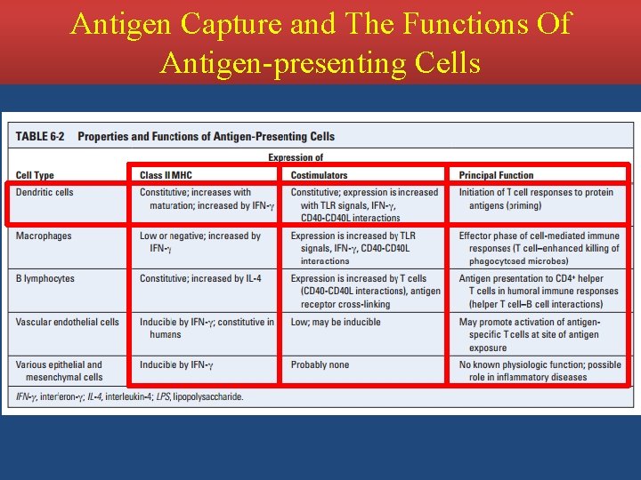 Antigen Capture and The Functions Of Antigen-presenting Cells 