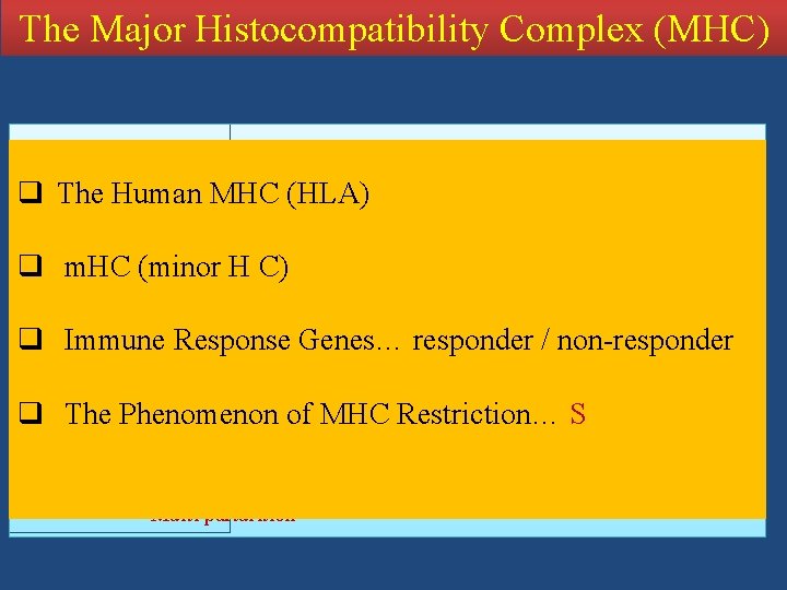 The Major Histocompatibility Complex (MHC) q Self non-self Discrimination q The Human MHC (HLA)