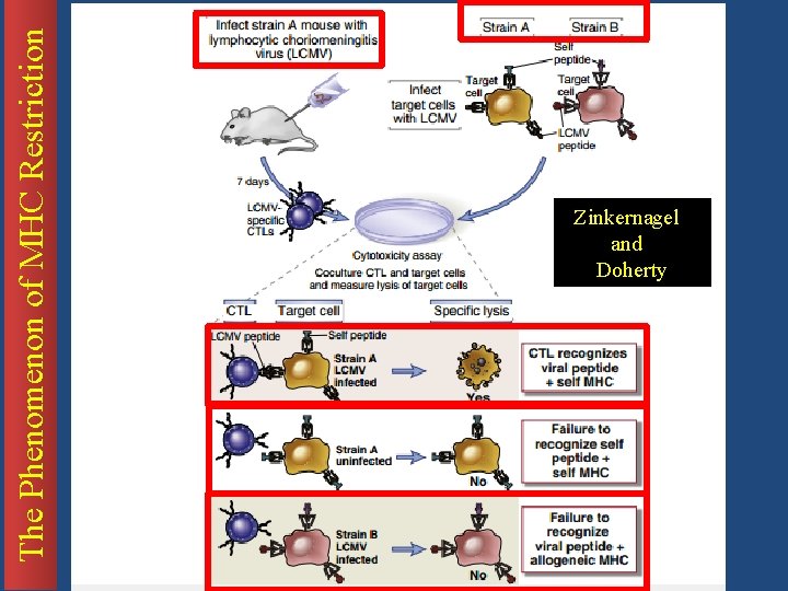 The Phenomenon of MHC Restriction Zinkernagel and Doherty 