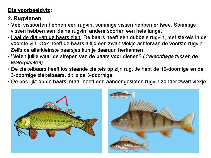 Dia voorbeeldvis: 2. Rugvinnen • Veel vissoorten hebben één rugvin, sommige vissen hebben er
