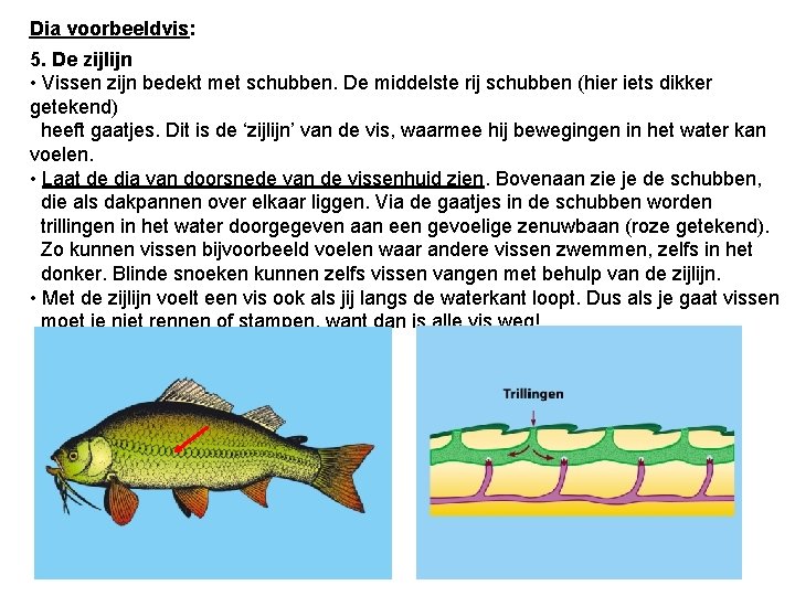 Dia voorbeeldvis: 5. De zijlijn • Vissen zijn bedekt met schubben. De middelste rij