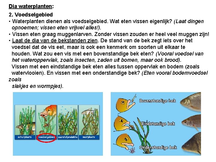 Dia waterplanten: 2. Voedselgebied • Waterplanten dienen als voedselgebied. Wat eten vissen eigenlijk? (Laat