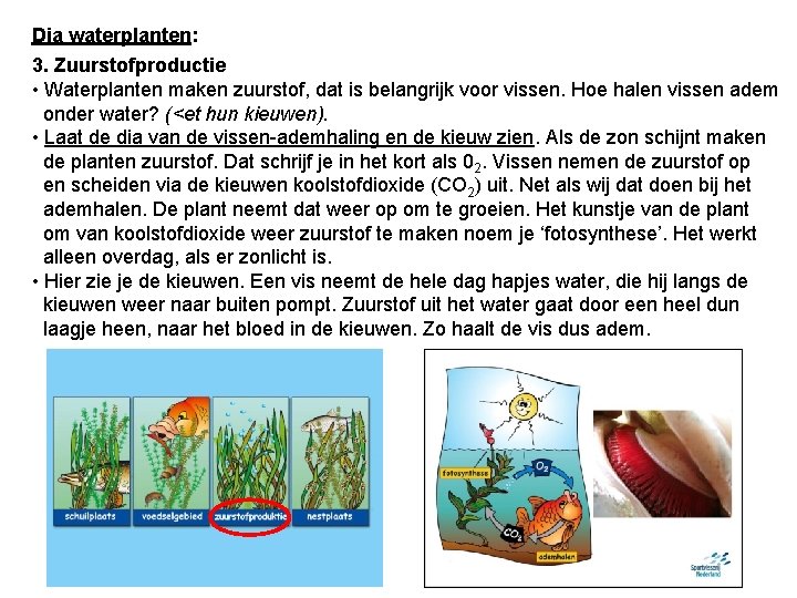 Dia waterplanten: 3. Zuurstofproductie • Waterplanten maken zuurstof, dat is belangrijk voor vissen. Hoe