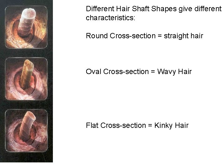 Different Hair Shaft Shapes give different characteristics: Round Cross-section = straight hair Oval Cross-section