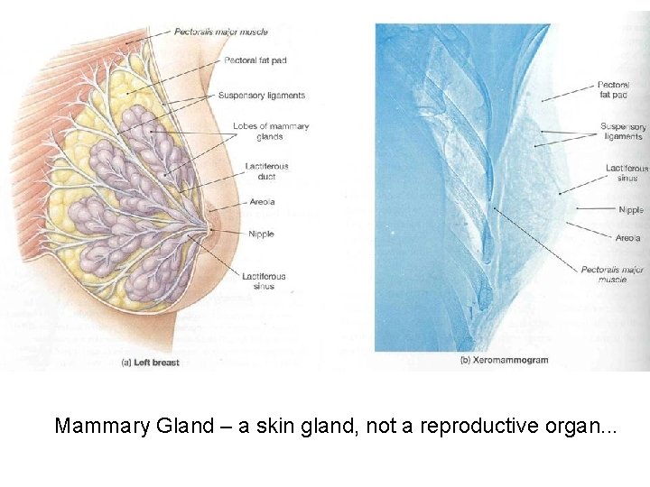 Mammary Gland – a skin gland, not a reproductive organ. . . 