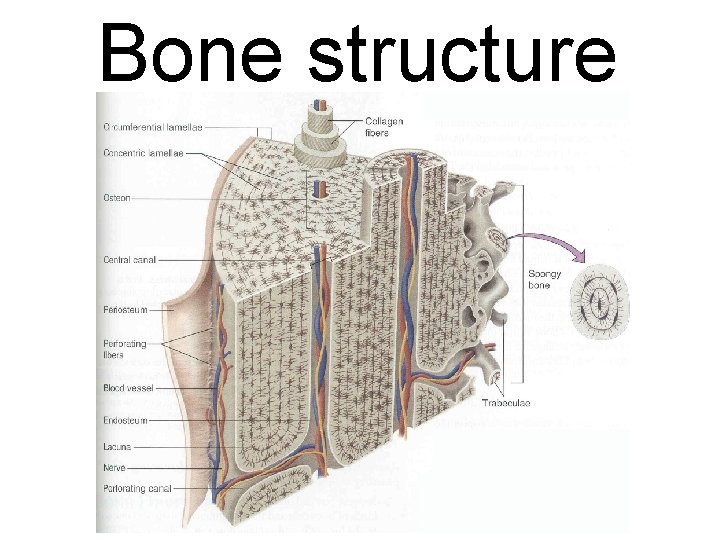 Bone structure 