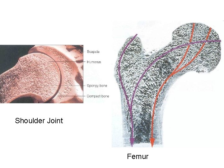 Shoulder Joint Femur 