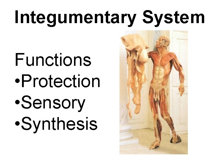Integumentary System Functions • Protection • Sensory • Synthesis 