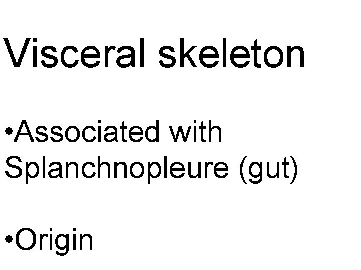 Visceral skeleton • Associated with Splanchnopleure (gut) • Origin 