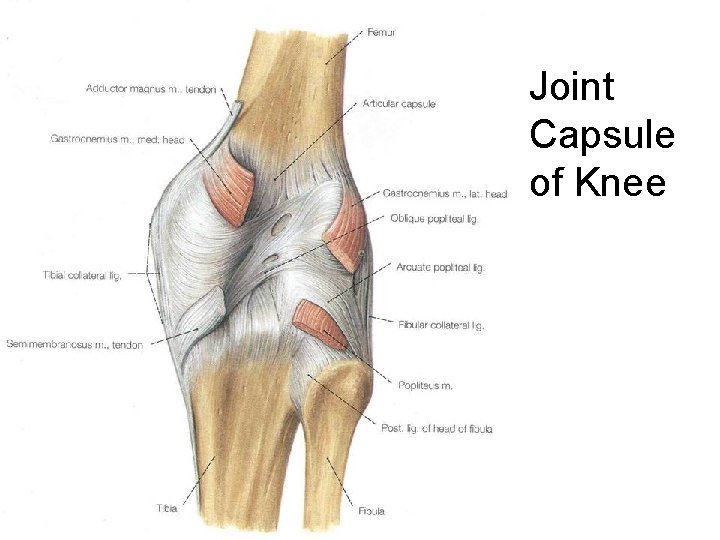 Joint Capsule of Knee 