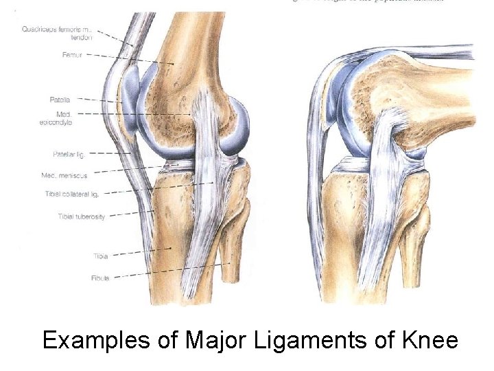 Examples of Major Ligaments of Knee 