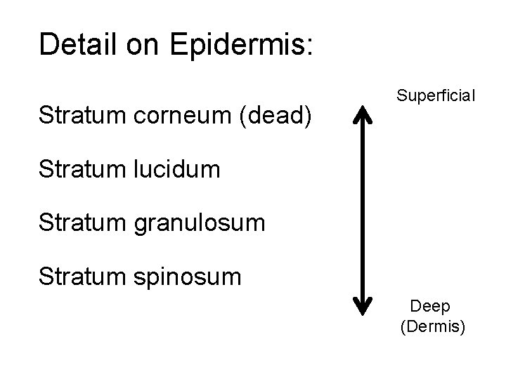 Detail on Epidermis: Stratum corneum (dead) Superficial Stratum lucidum Stratum granulosum Stratum spinosum Deep