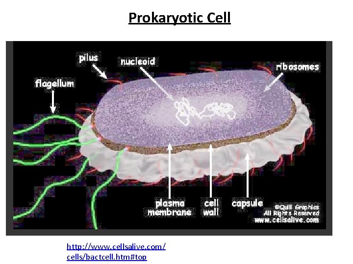 Prokaryotic Cell http: //www. cellsalive. com/ cells/bactcell. htm#top 