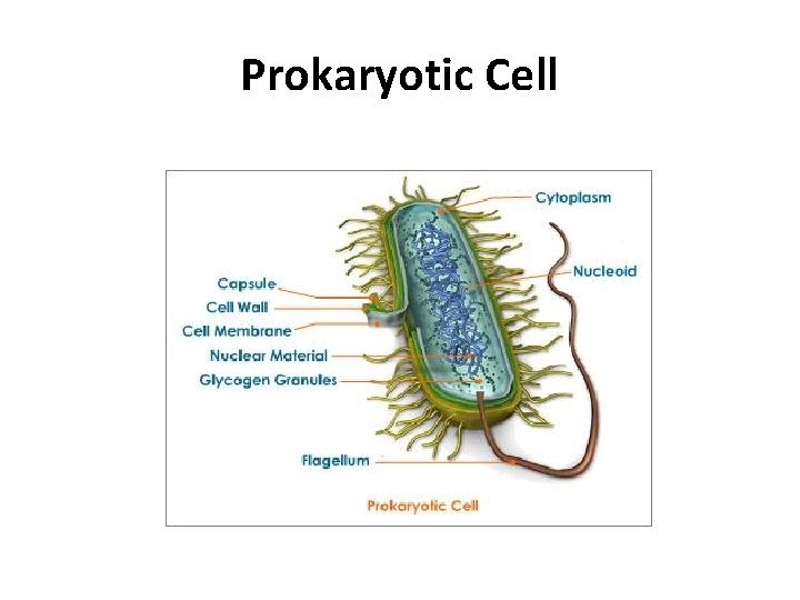 Prokaryotic Cell 