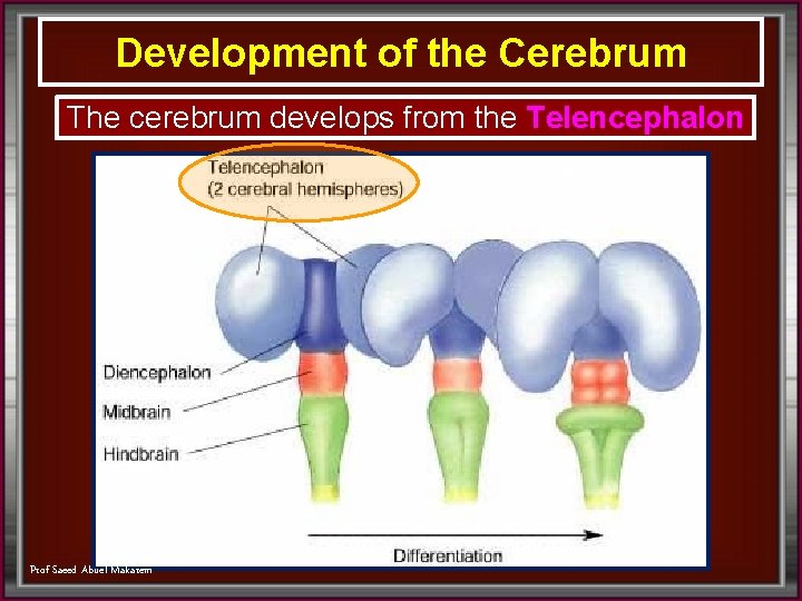Development of the Cerebrum The cerebrum develops from the Telencephalon Prof Saeed Abuel Makarem