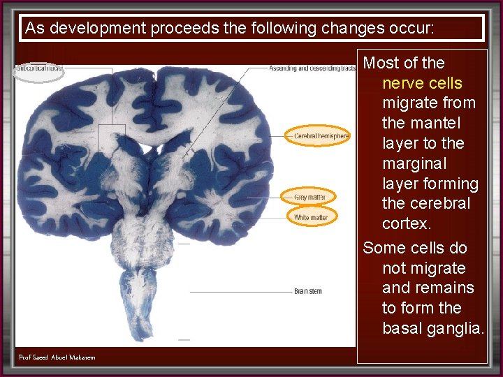 As development proceeds the following changes occur: Most of the nerve cells migrate from