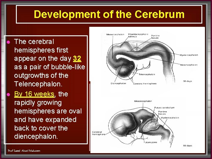 Development of the Cerebrum l l The cerebral hemispheres first appear on the day