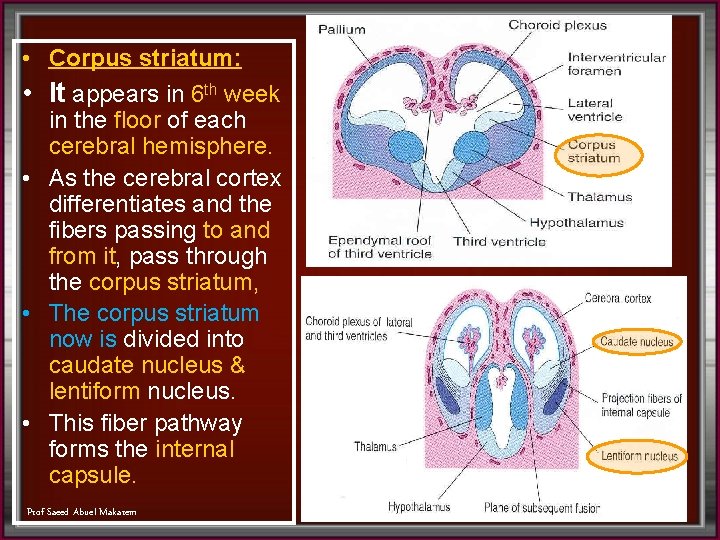  • Corpus striatum: • It appears in 6 th week in the floor
