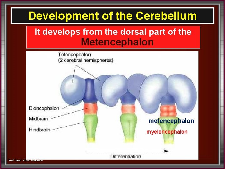 Development of the Cerebellum It develops from the dorsal part of the Metencephalon myelencephalon