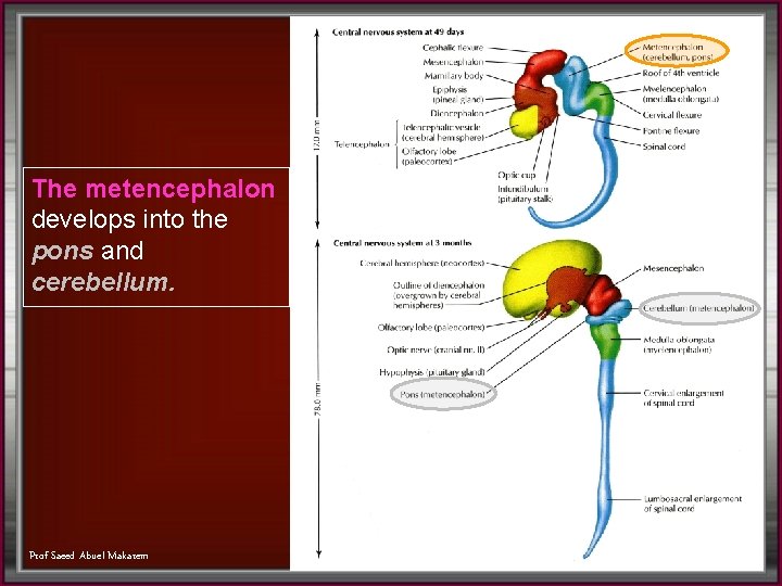 The metencephalon develops into the pons and cerebellum. Prof Saeed Abuel Makarem 