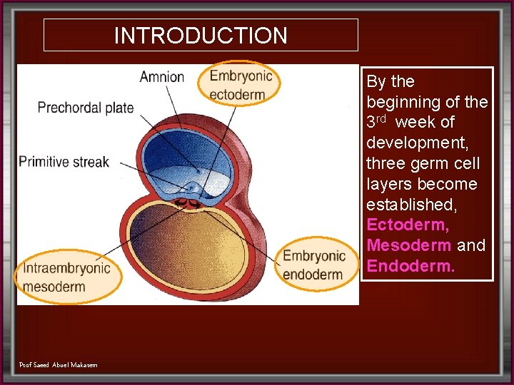 INTRODUCTION By the beginning of the 3 rd week of development, three germ cell