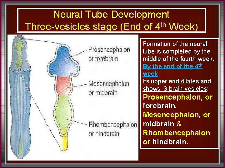 Neural Tube Development Three-vesicles stage (End of 4 th Week) Formation of the neural