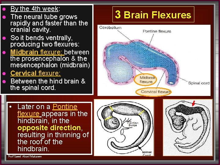 l l l By the 4 th week: The neural tube grows rapidly and